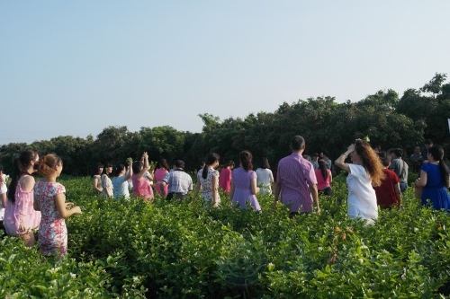 福州茉莉花茶《茉莉情》歌曲茉莉岛快闪活动