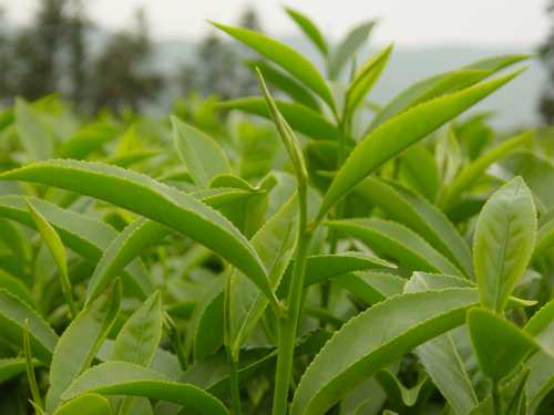 白芽奇兰:“最平和”的树叶 - 海峡之声网-